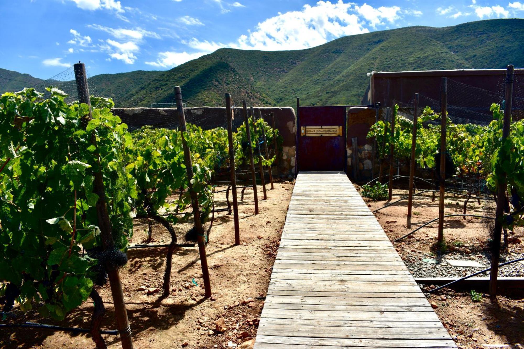Bed and Breakfast UvaUva eco-retreat Valle de Guadalupe Exterior foto